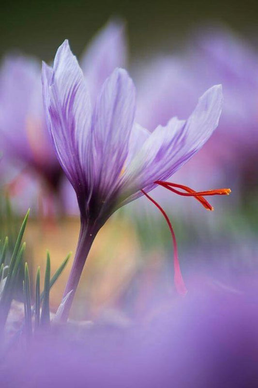 Parfum Gissah Hudson Valley 200 ML